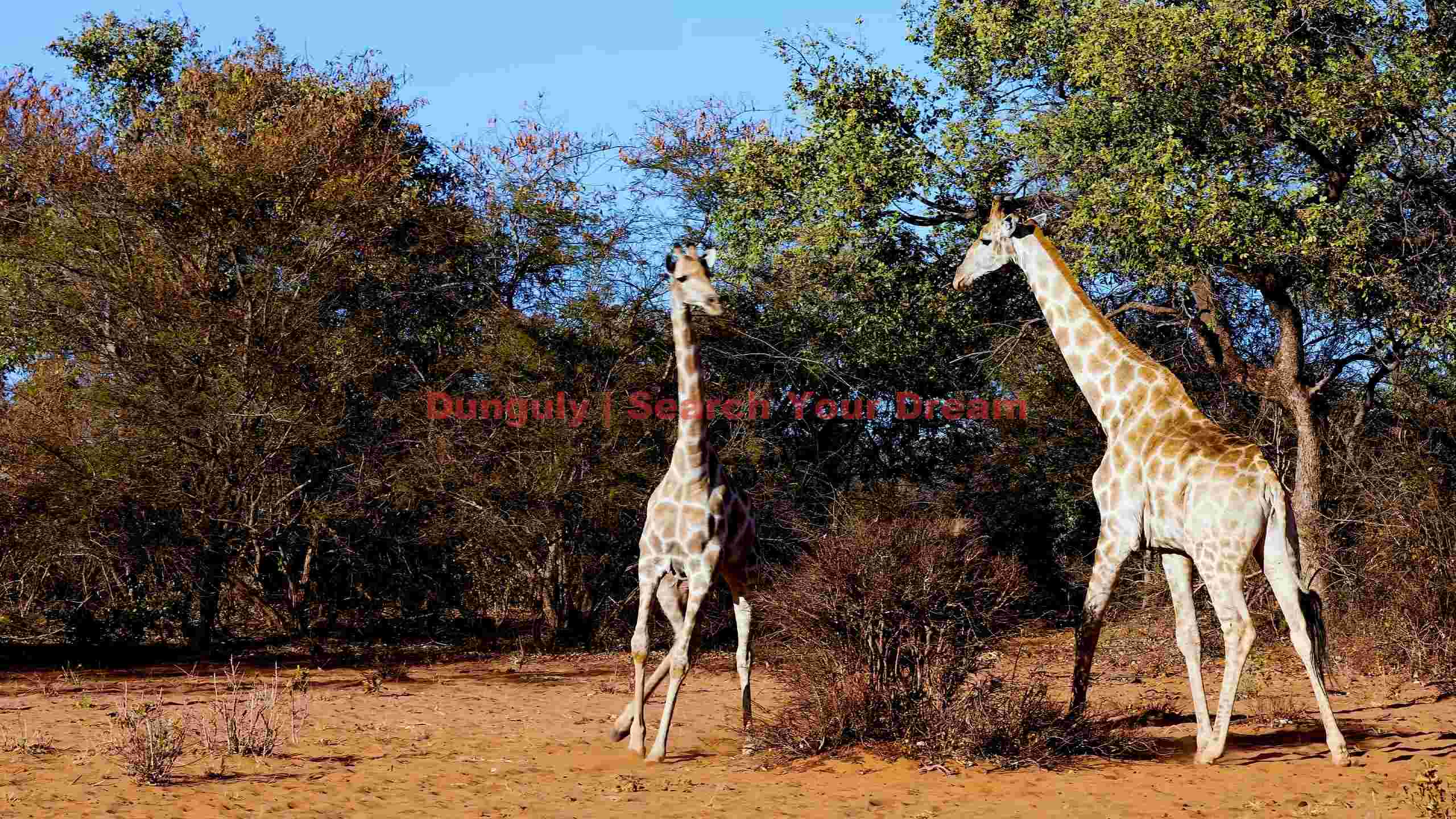 graceful giraffes in golden savanna graceful giraffes in golden savanna