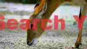graceful golden antelope grazing