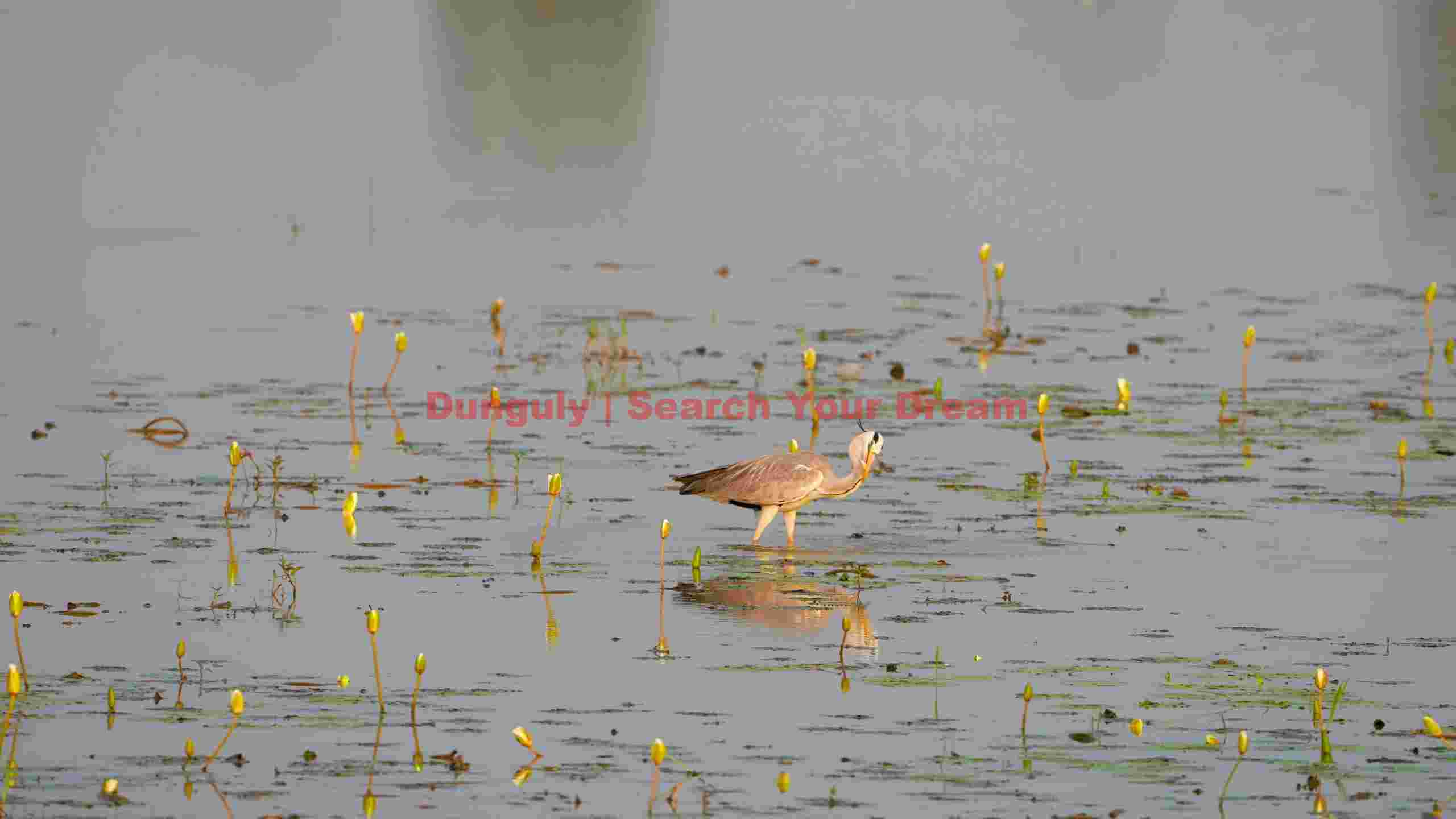 graceful heron among water lilies graceful heron among water lilies