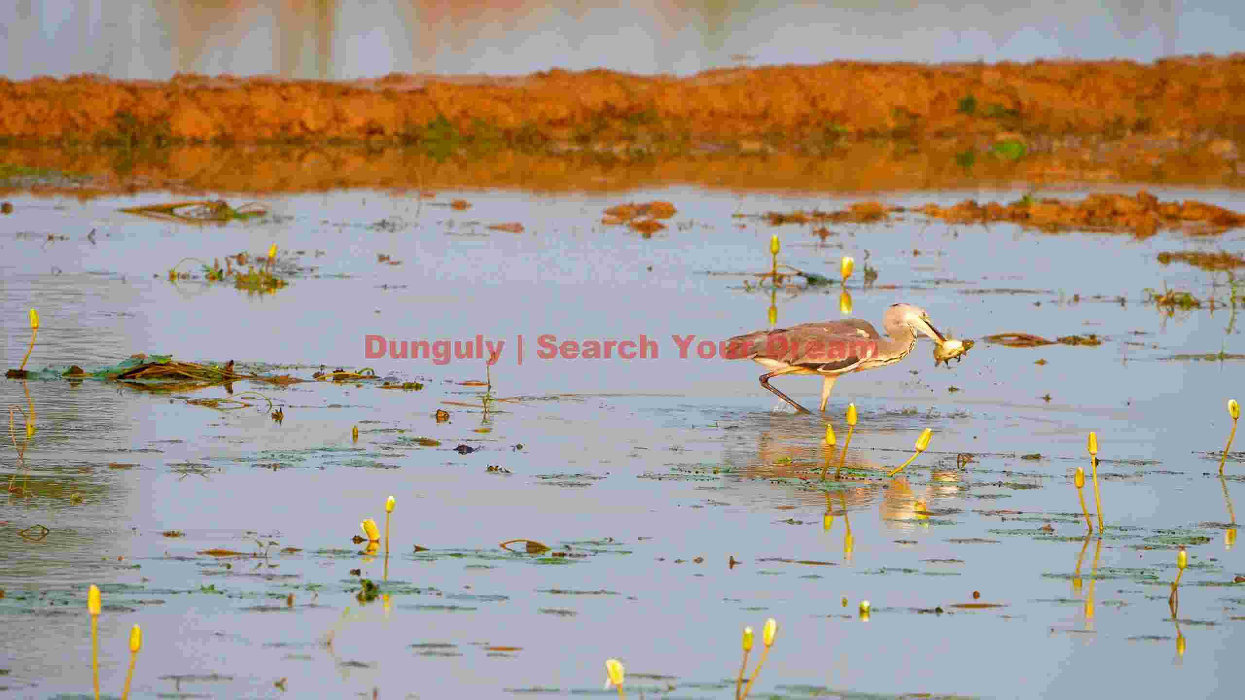 graceful heron with fresh catch in lotus pond graceful heron with fresh catch in lotus pond
