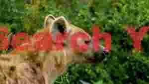 graceful hyena in lush greenery