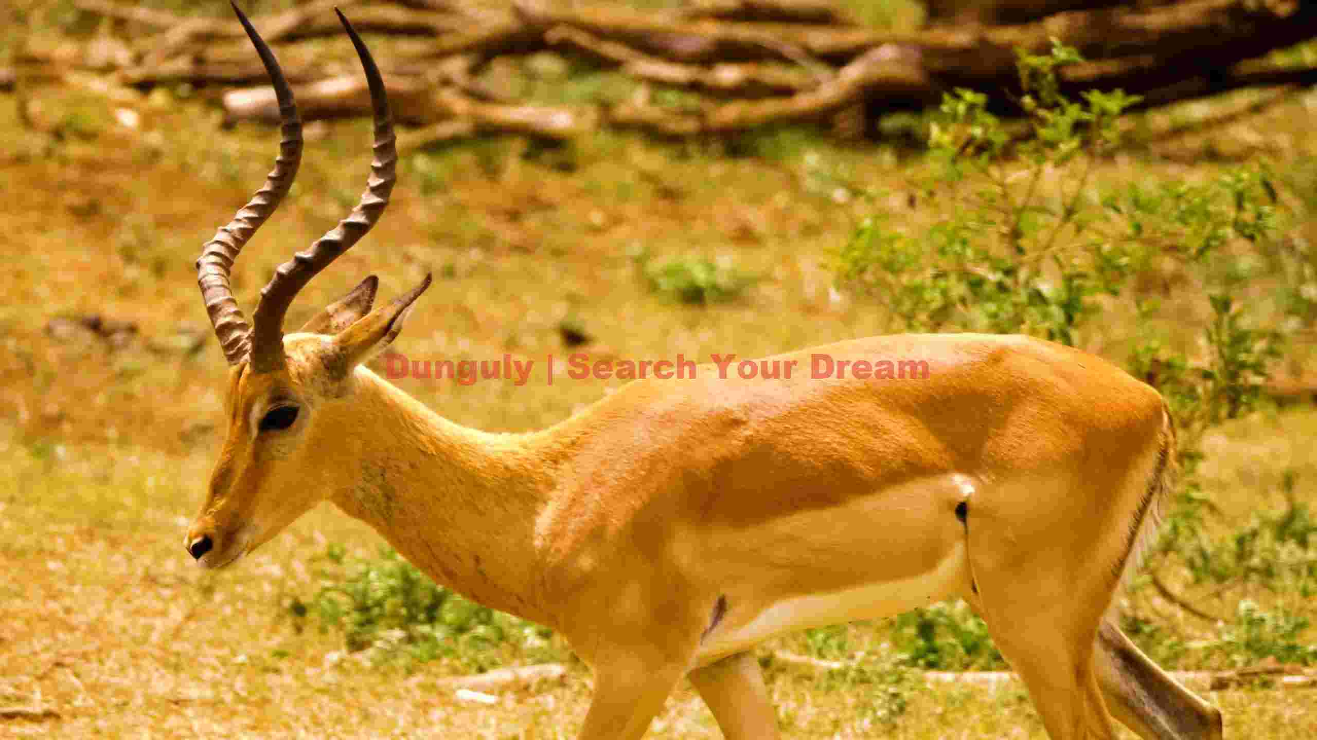 graceful impala antelope in golden savanna 1 graceful impala antelope in golden savanna 1