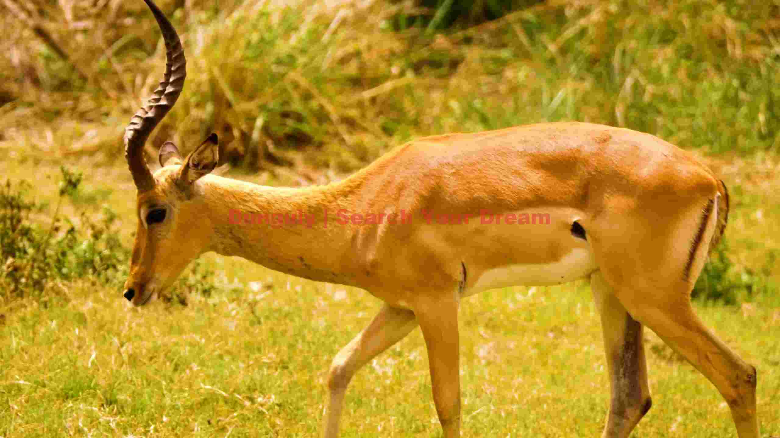 graceful impala antelope in golden savanna graceful impala antelope in golden savanna
