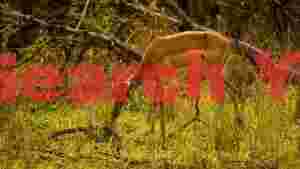 graceful impala grazing in golden light
