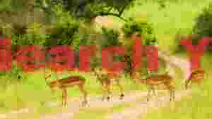graceful impalas on a savannah path