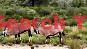 graceful oryx grazing in african bush