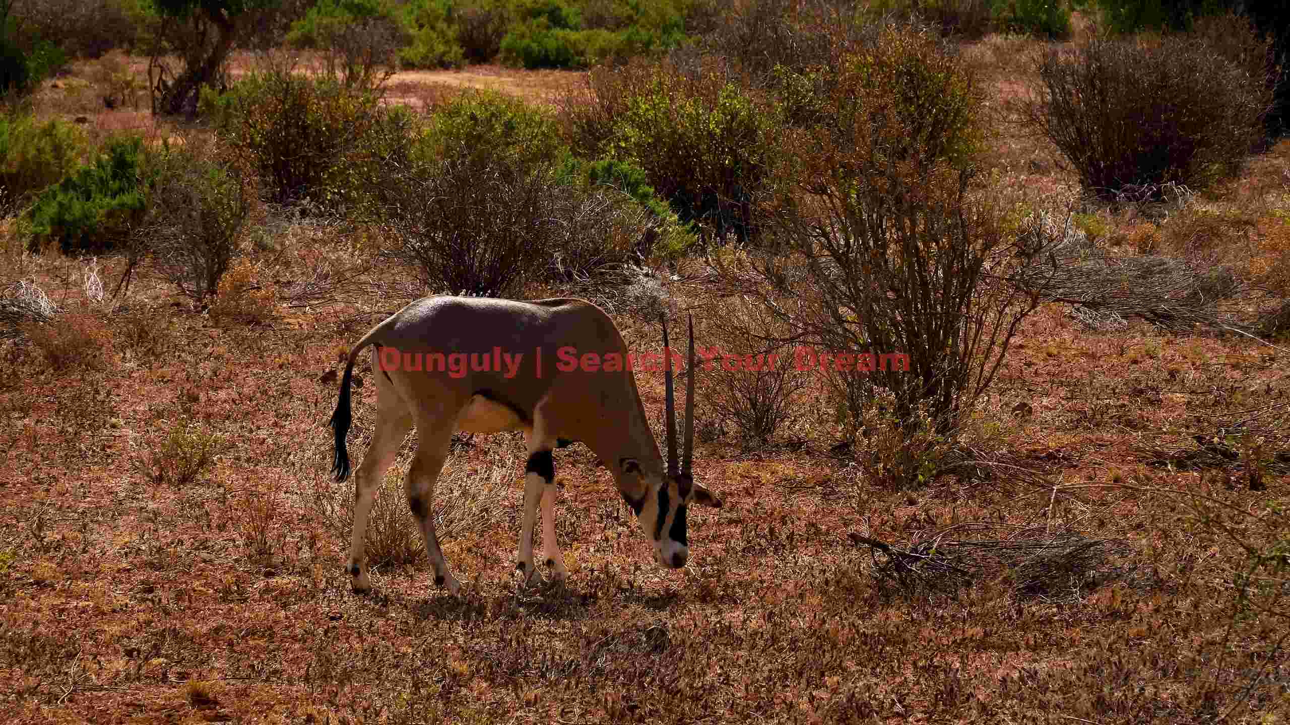 graceful oryx grazing in arid african bush graceful oryx grazing in arid african bush