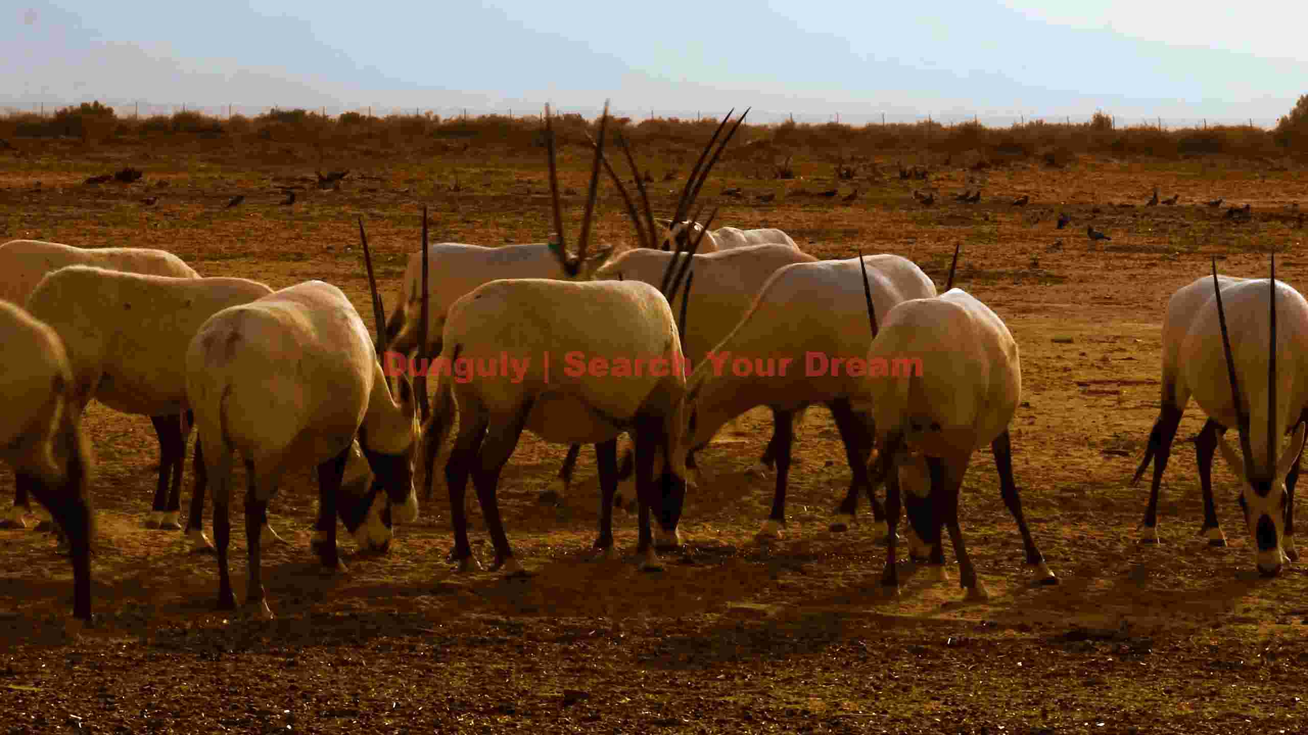 graceful oryx herd in arid desert landscape graceful oryx herd in arid desert landscape