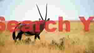 graceful oryx in golden savanna