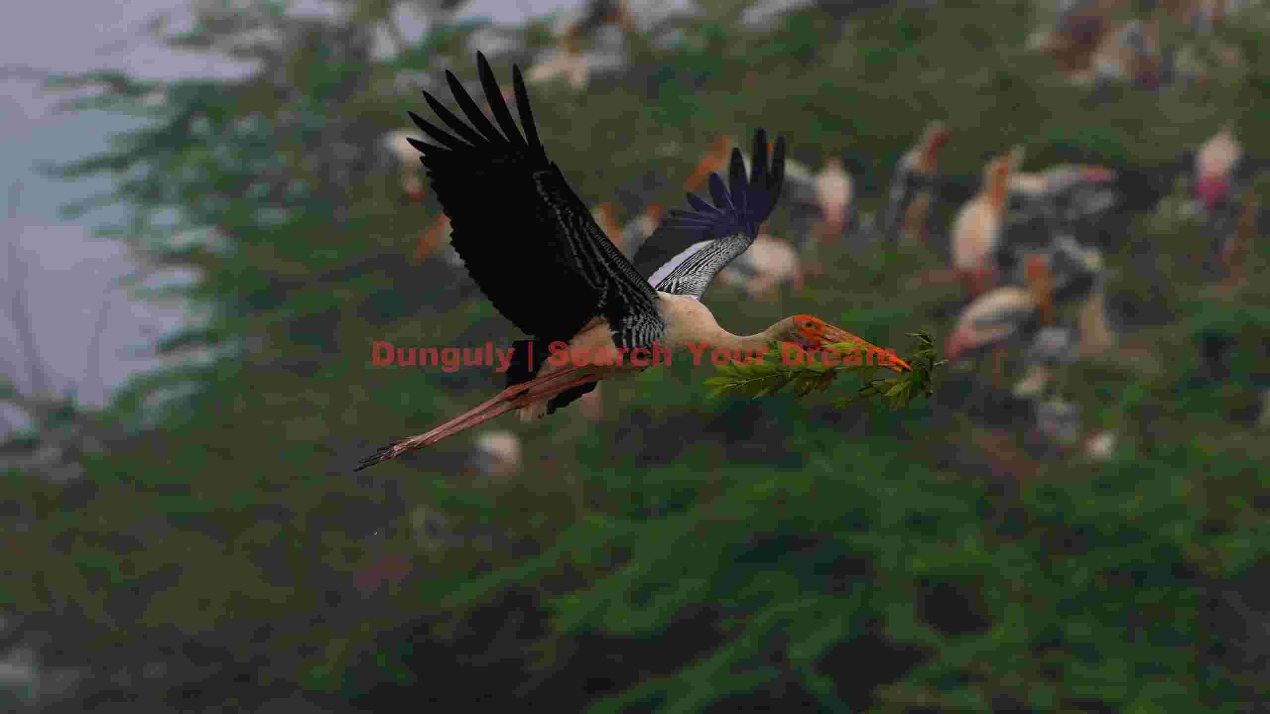 graceful painted stork carrying nesting branch graceful painted stork carrying nesting branch
