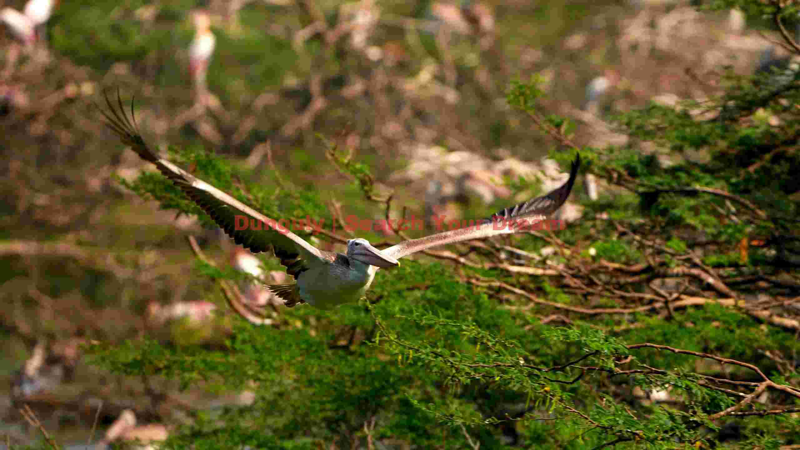 graceful pelican soaring above green forest graceful pelican soaring above green forest