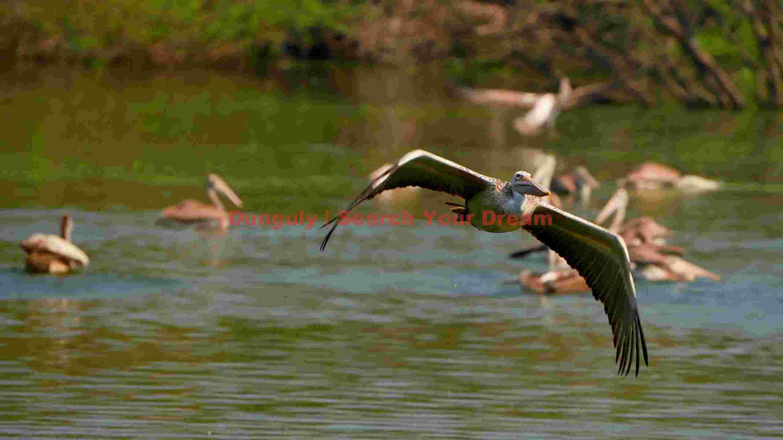 graceful pelican in flight over serene waters graceful pelican in flight over serene waters
