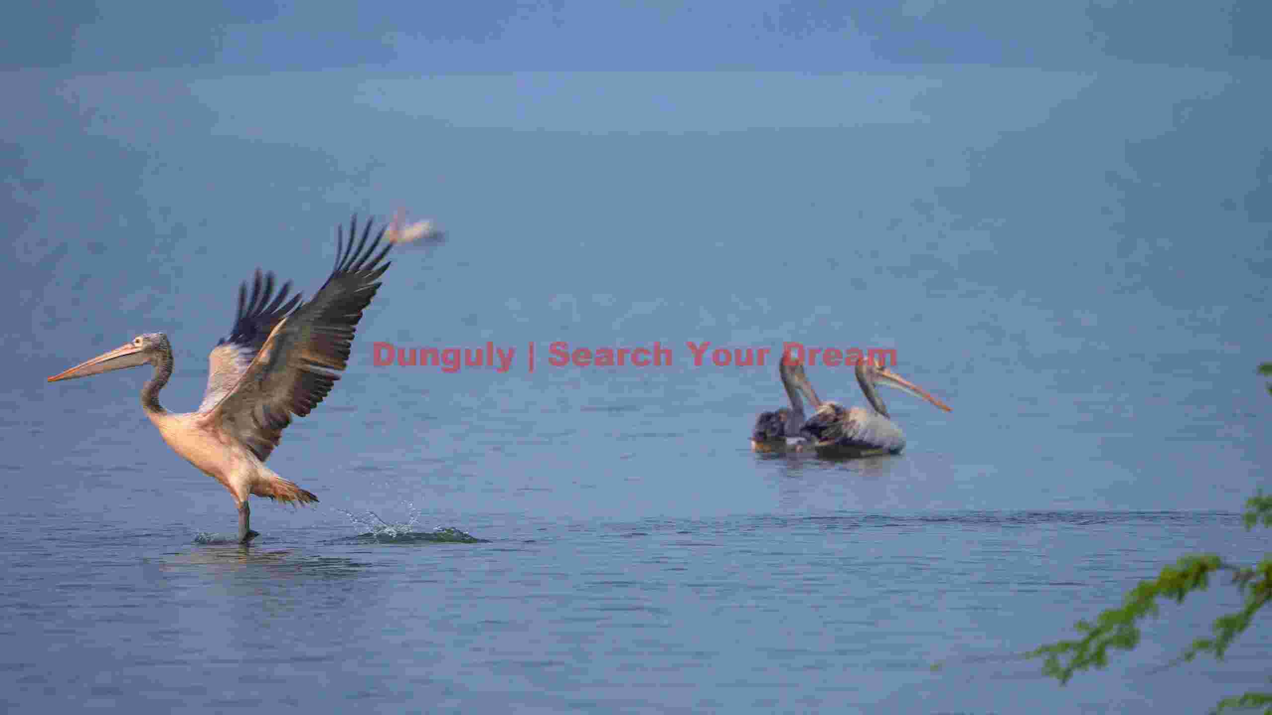 graceful pelicans ascent graceful pelicans ascent