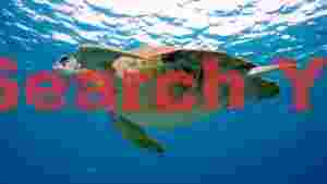 graceful sea turtle under shimmering waves