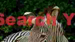 grevys zebra portrait intricate stripes and gaze