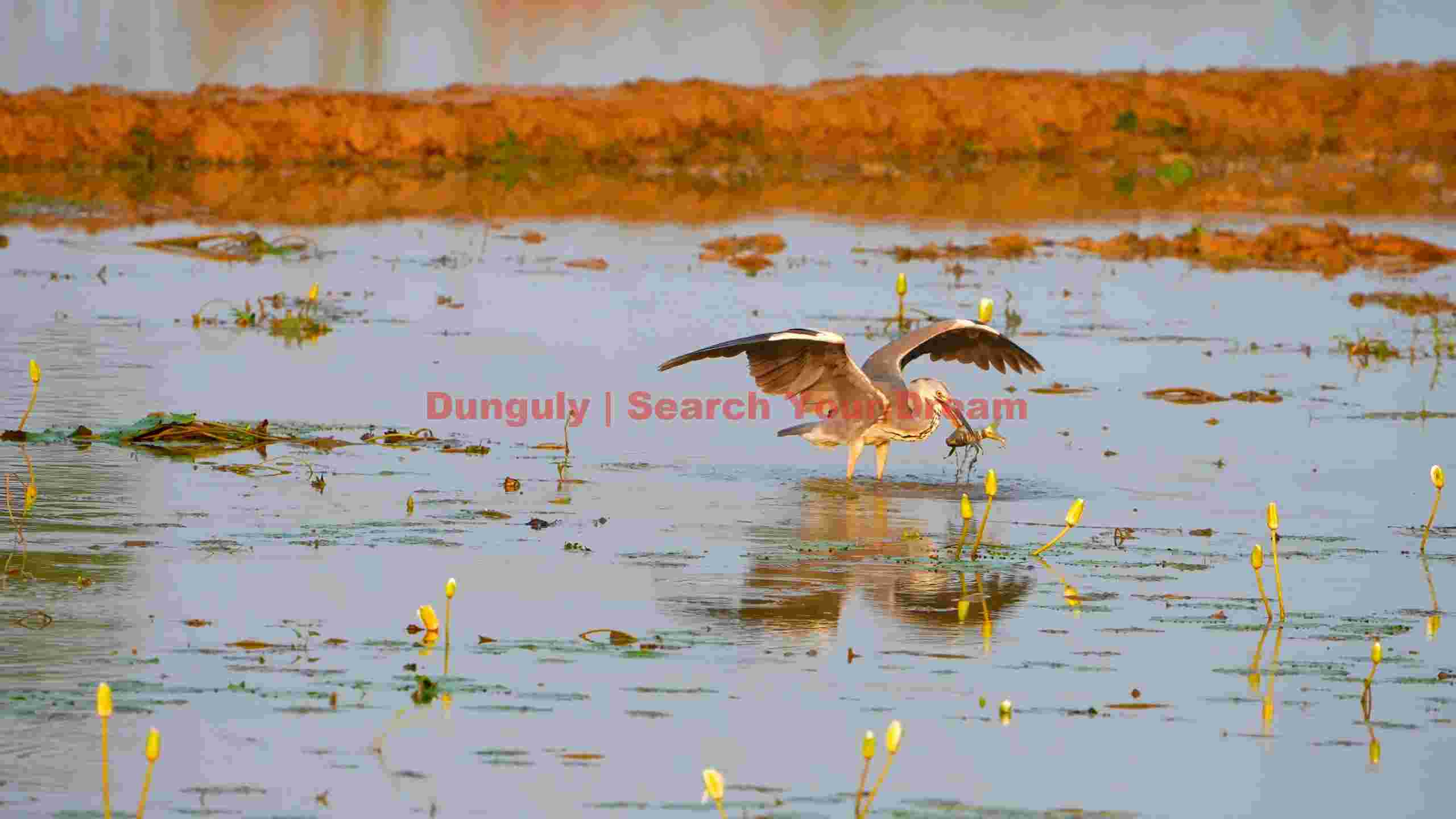 grey herons successful catch in lotus pond grey herons successful catch in lotus pond
