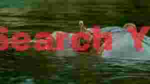 hippos vigil in verdant waters