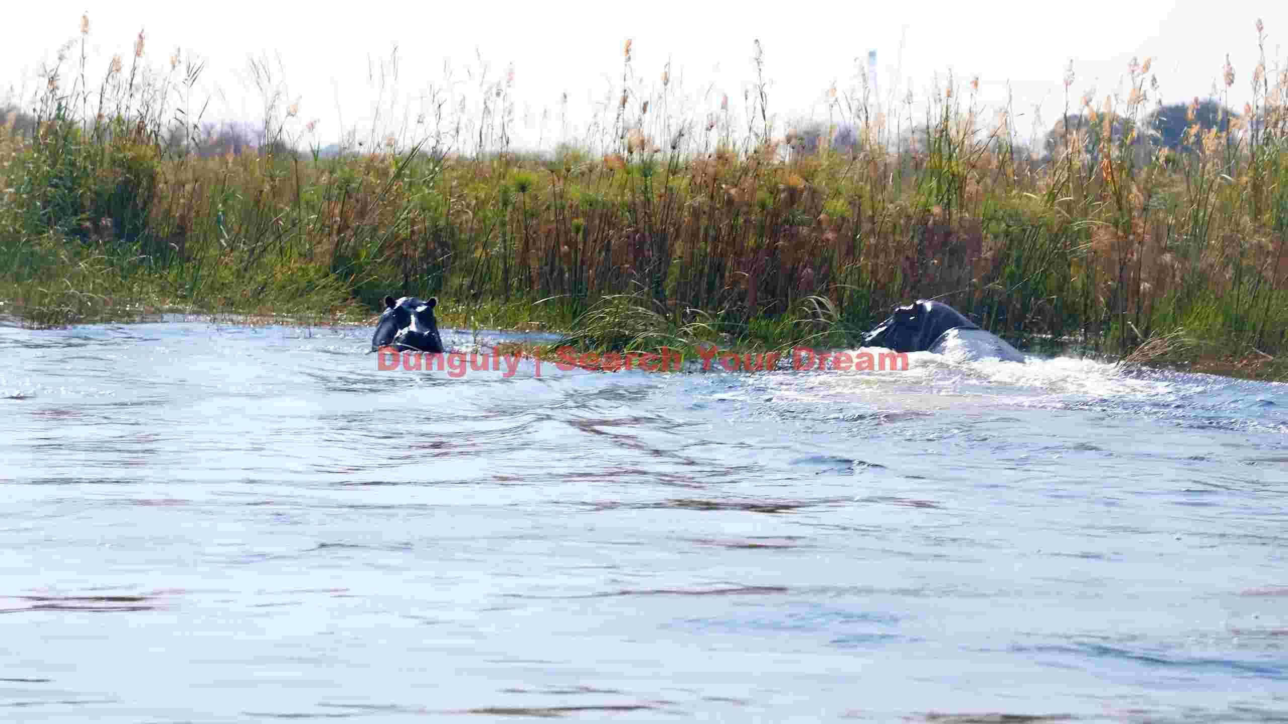 hippos in the african river hippos in the african river