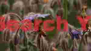 honeybee on vibrant borage flower