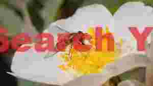 hoverfly delicately nectaring on white bloom