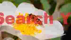 hoverfly on white rose blossom
