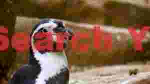 humboldt penguin close up portrait