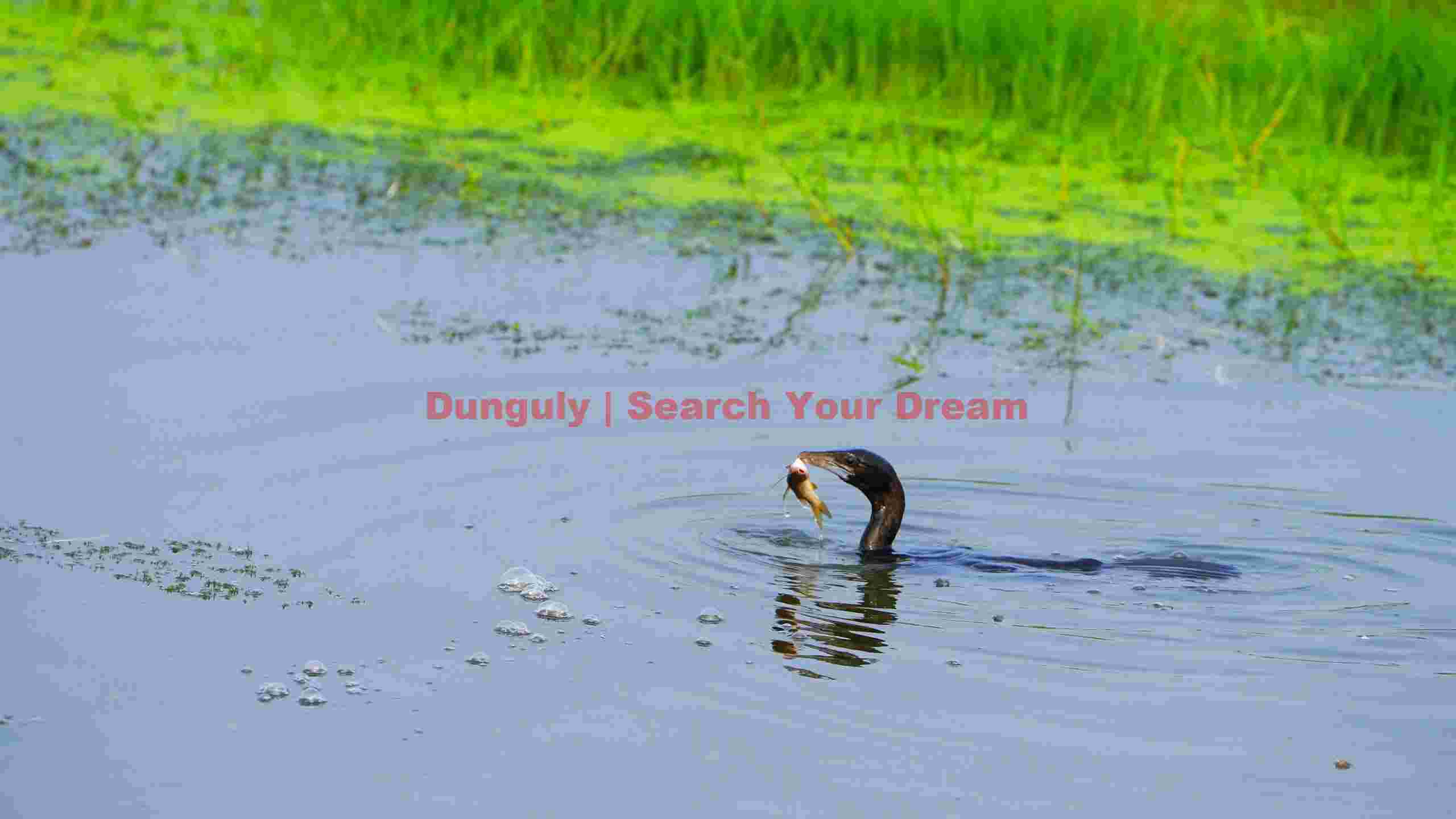 hunter of the waters cormorants fresh catch hunter of the waters cormorants fresh catch