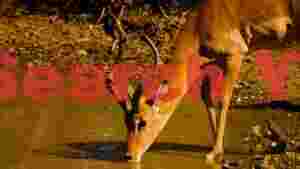 impala quenches thirst at golden watering hole