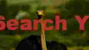 inquisitive ostrich stare