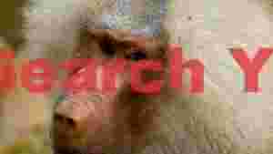 intense baboon gaze close up