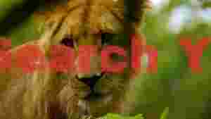 intense gaze of a young lion