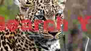 intense leopard portrait with piercing eyes