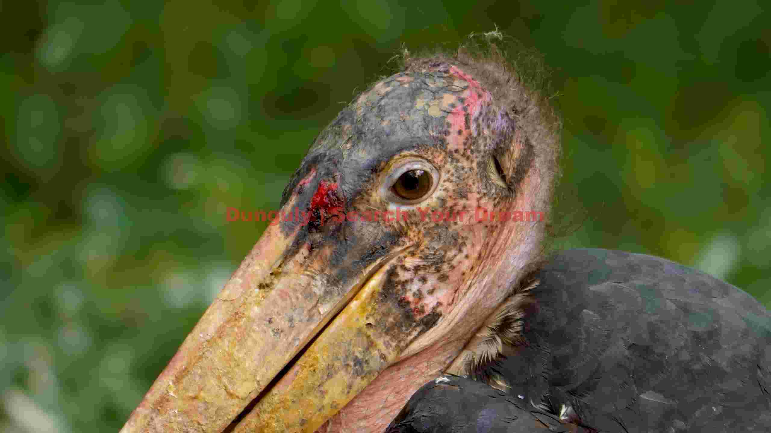 intense marabou stork portrait intense marabou stork portrait