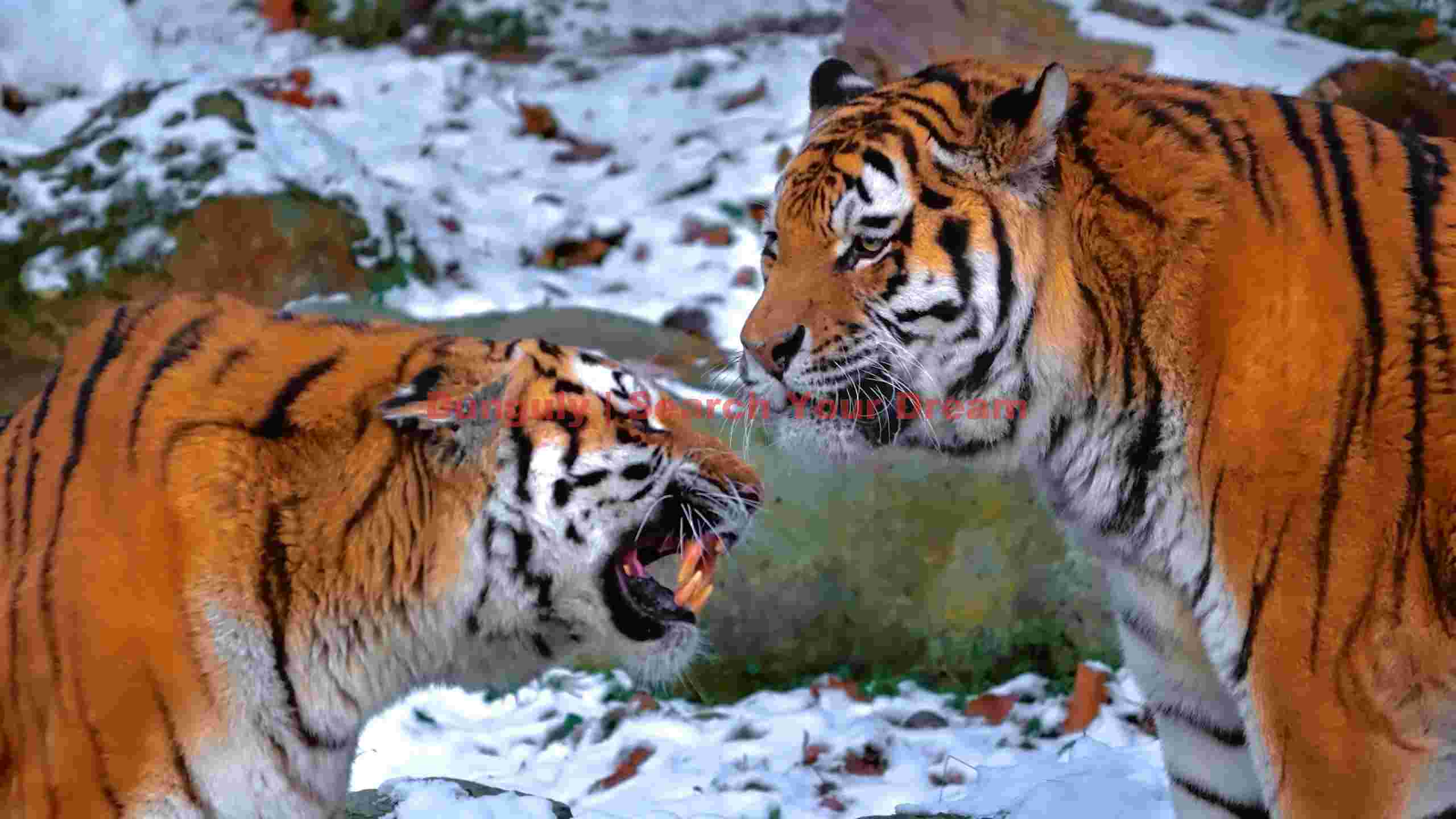 intense tiger confrontation in snowy winter intense tiger confrontation in snowy winter