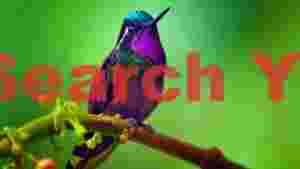 iridescent hummingbird perched