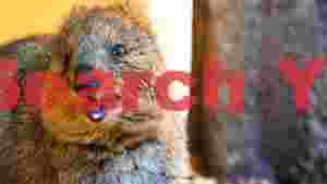 joyful quokka close up portrait 1