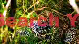 leopard pair resting in lush jungle foliage