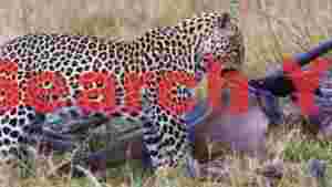 leopards savanna feast