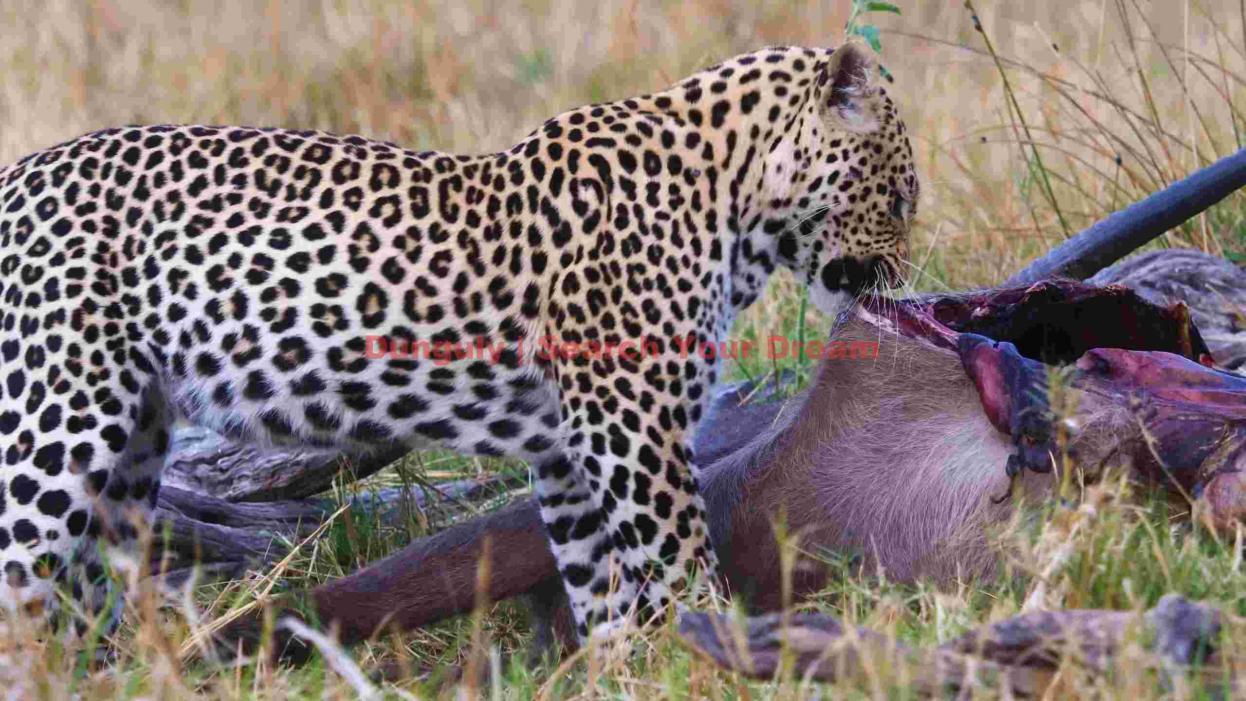 leopards savanna feast leopards savanna feast