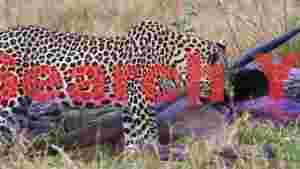 leopards wilderness feast