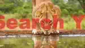 lioness quenching thirst at waterhole