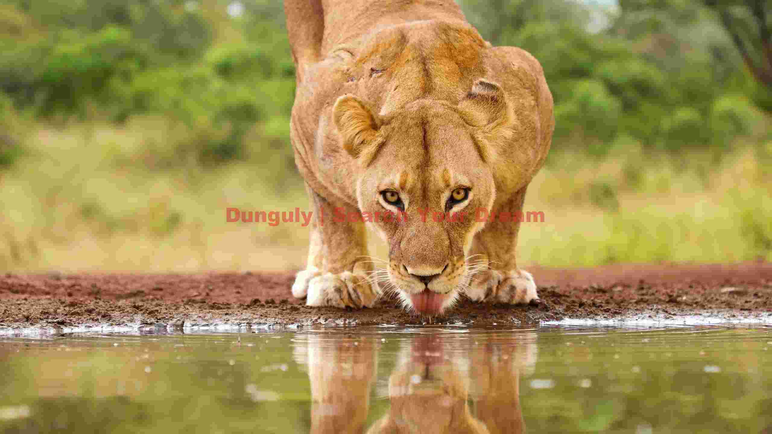 lioness quenching thirst at waterhole lioness quenching thirst at waterhole