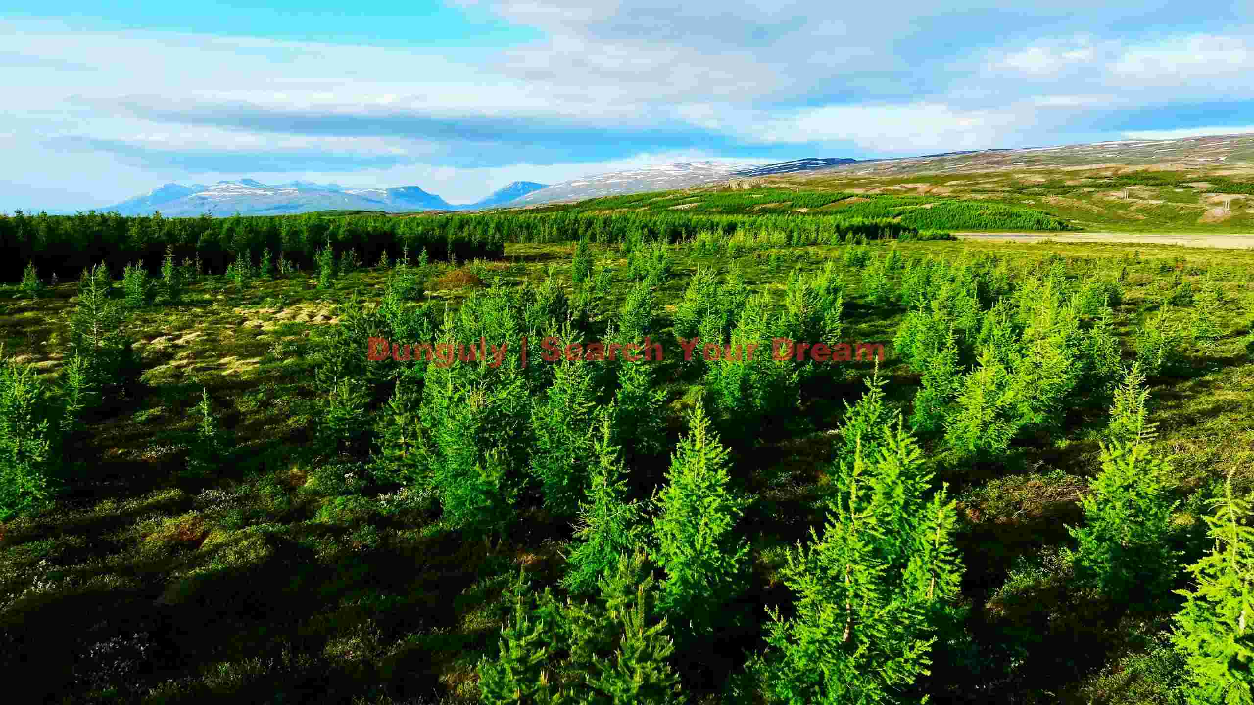 lush evergreen saplings and mountain vista lush evergreen saplings and mountain vista