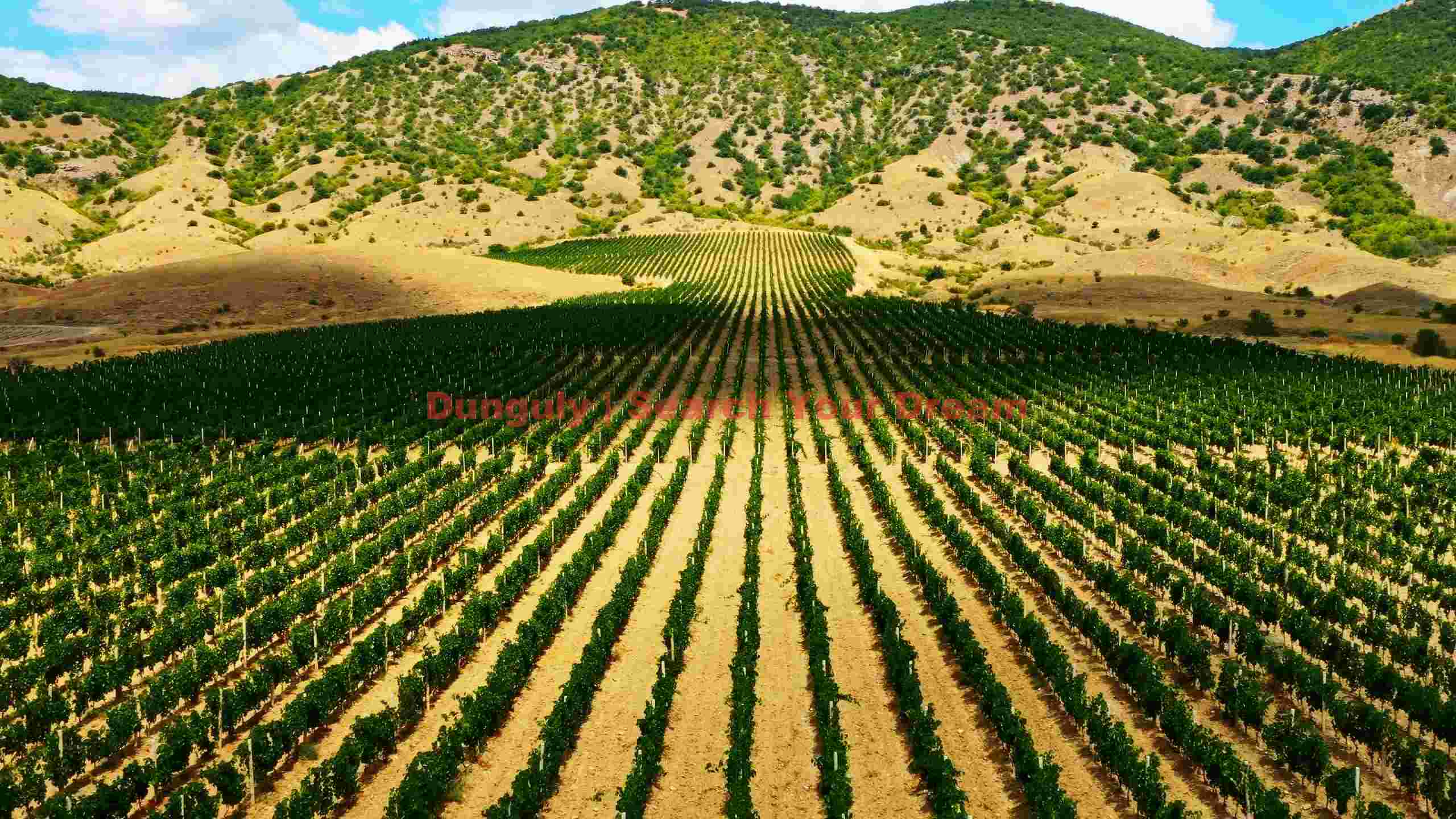 lush vineyard valley amidst rolling hills lush vineyard valley amidst rolling hills