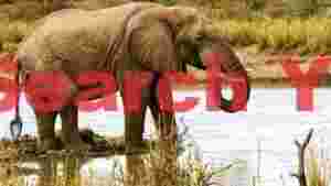 majestic african elephant at the watering hole
