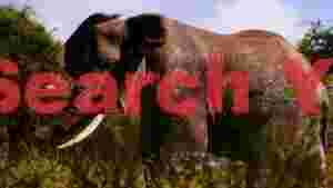 majestic african elephant in golden light