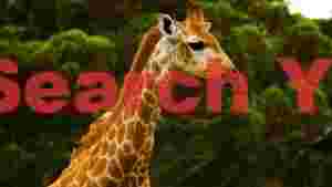 majestic african giraffe portrait