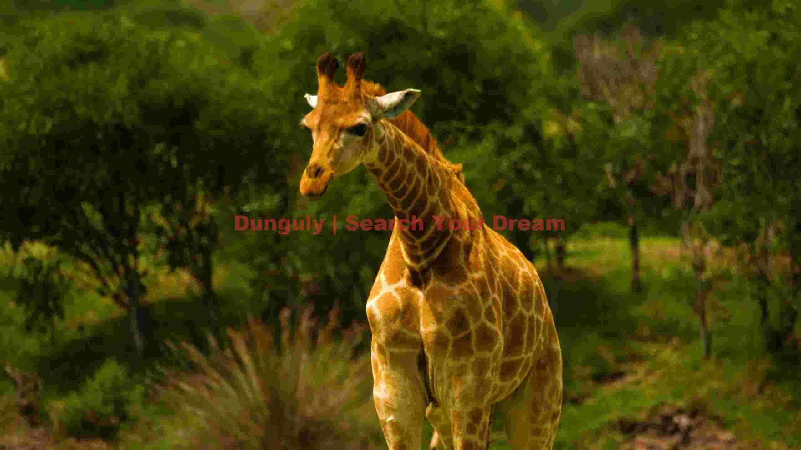 majestic african giraffe in natural habitat majestic african giraffe in natural habitat