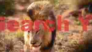 majestic african lion king portrait