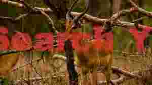majestic antelope in wild bush